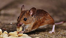 24 Hour & Emergency Exterminators in Alma, AR